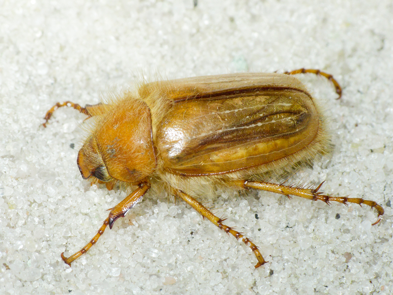 Scarabaeidae Latreille, 1802